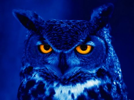 Blue owl