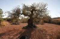 Series Spain: An old olivetree. Could be several of hundreds years old. Still bears fruit!