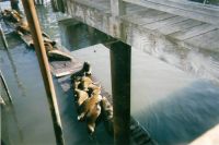 My Oregon trip, sea lions at Newport Bay
