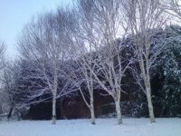 winter