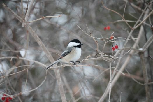 Chickadee with Red Berries