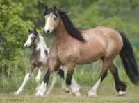 interesting coloured gypsy vanner mare and foal