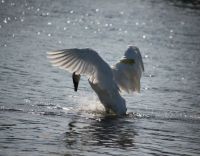 Swan Dance