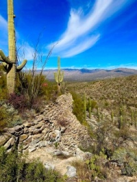 Beautiful saguaros
