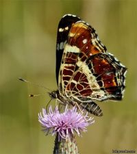 Araschnia levana