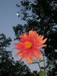moon over dahlia