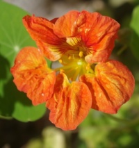 nasturtium december 2024