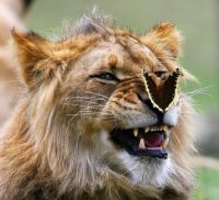 Butterfly visiting Lion.