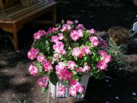 Martha Washington Geraniums