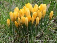 MORNING WALK – Early Spring Flowers – Crocuses