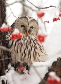 Wintery Owl