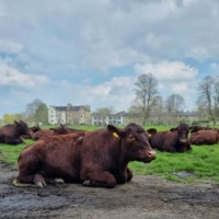 The Cows at Midsummer Common in Cambridge
