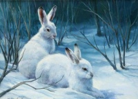 "Snow Bunnies"