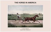 How modern Horses conquered America