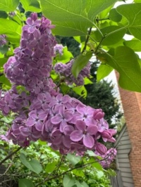 Bobbie's Lilacs