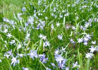Forbs' Glory of the Snow (Scilla forbsii)