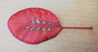 Red leaf yellow spots