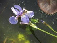Japanese iris in the pond