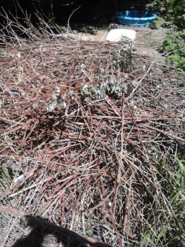 3.5 foot pile of raspberry canes to dispose of