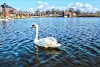 Swan peacefully swimming