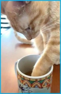 Your Coffee Needs More Cream And More Cat Hair!