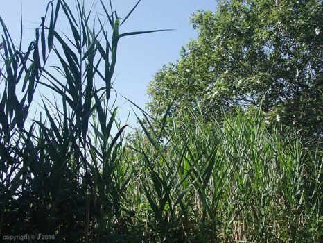 Solve reeds and an oak tree jigsaw puzzle online with 35 pieces