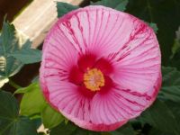 Hibiscus