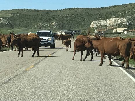 Wyoming Cattle Drive