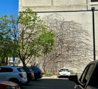 Shadow... or vine?