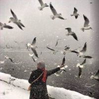 seagulls on the snow
