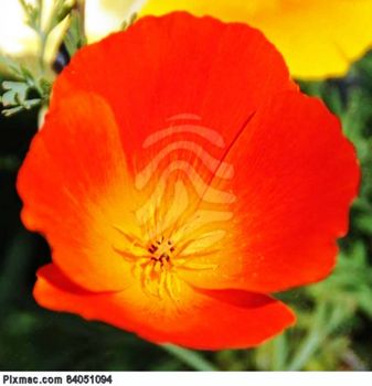 poppy-0711-9458-poppy-flower