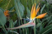 Bird of Paradise