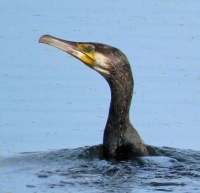 cormorant (aalscholver)