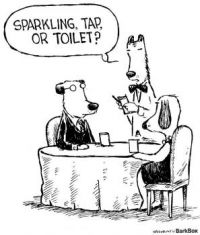 Dogs dining out