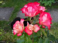my beautiful rose 2