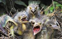 Black-crowned Night-heron chicks