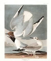 J.J.Audubon - Bonapartian Gull (Plate 324)