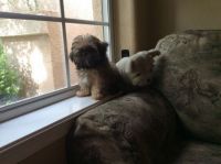 Teddy on the Windowsill