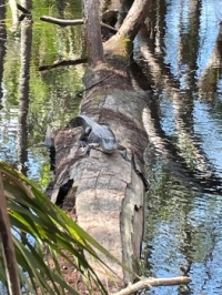 Mid size gator