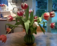 Mon's tulips