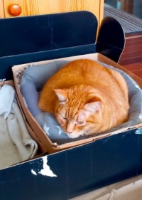 Mango in bed in box in box  2025/03/16