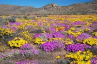 From desert in summer to flowers in spring, Namaqualand, Namibia