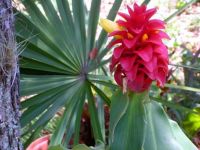 Interesting Bloom backed by Palmetto Frond