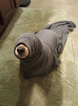 dogseal