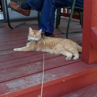 Wally on porch