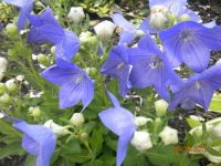 Pretty blue bell flowers