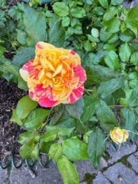 First Rose of 2025