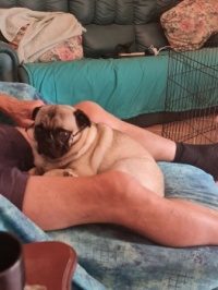 20230330_125213 (002)Pug with glasses