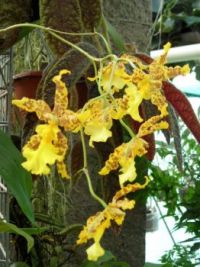 Orchidea3456