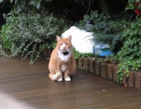 Trespassing kitty in neighbours garden next door.